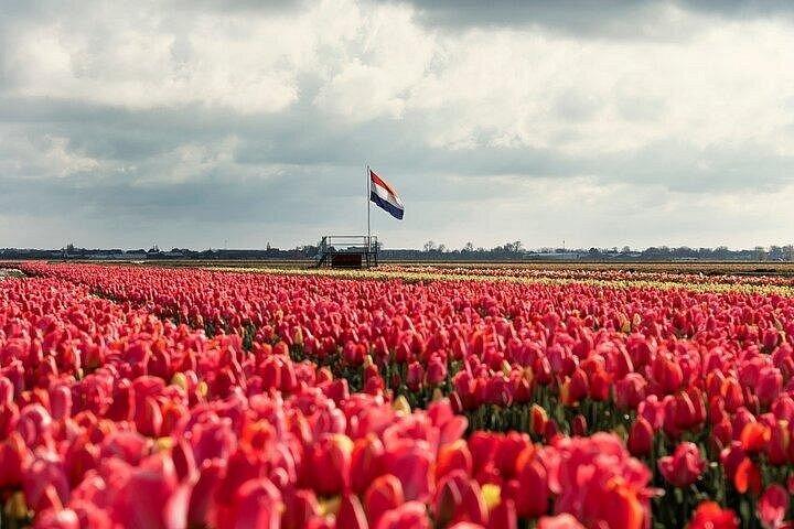 アムステルダムからチューリップの花束を摘むチューリップ畑ツアー