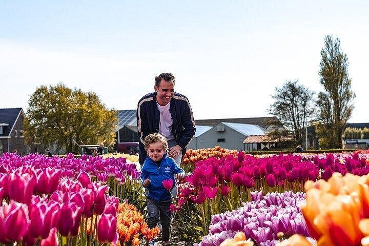 アムステルダムからチューリップの花束を摘むチューリップ畑ツアー
