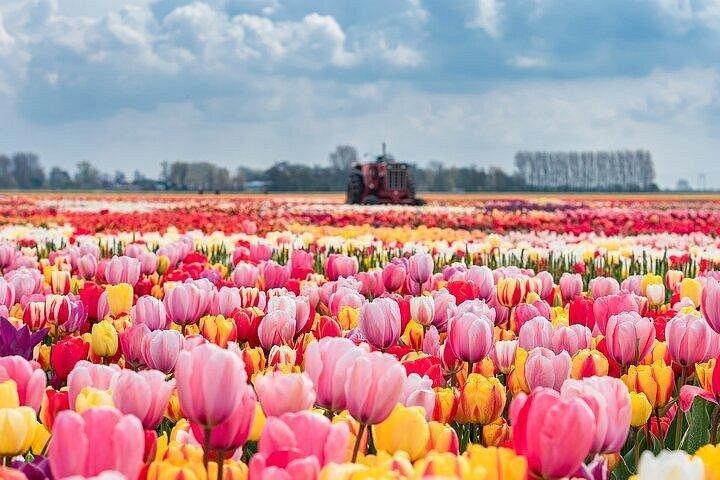 アムステルダムからチューリップの花束を摘むチューリップ畑ツアー