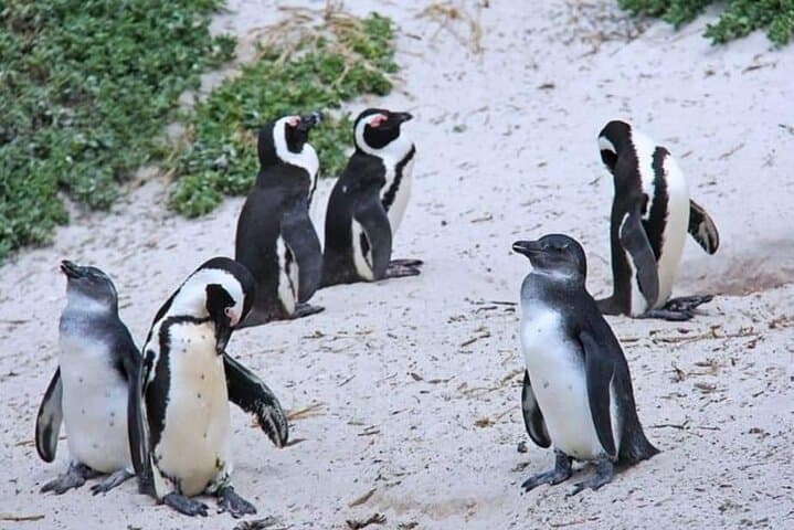 From Cape Town: Cape Agulhas Full Day Tour with Hotel Pick UP