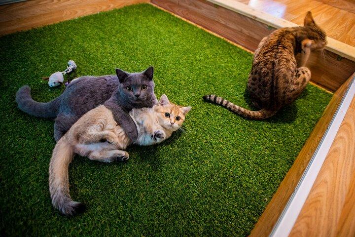 Bilhete de entrada para o Museu do Gato em Budapeste