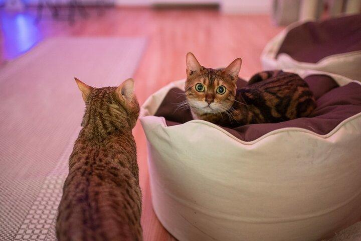 Bilhete de entrada para o Museu do Gato em Budapeste