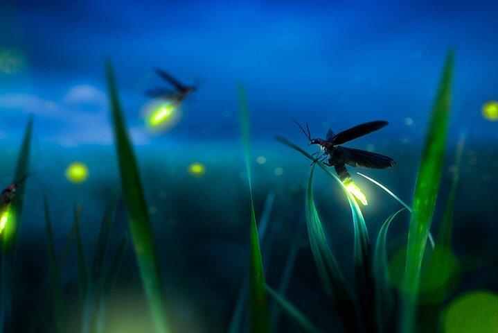 Private Tour Kuala Selangor Firefly Blinkar & Silver Leaf Monkey