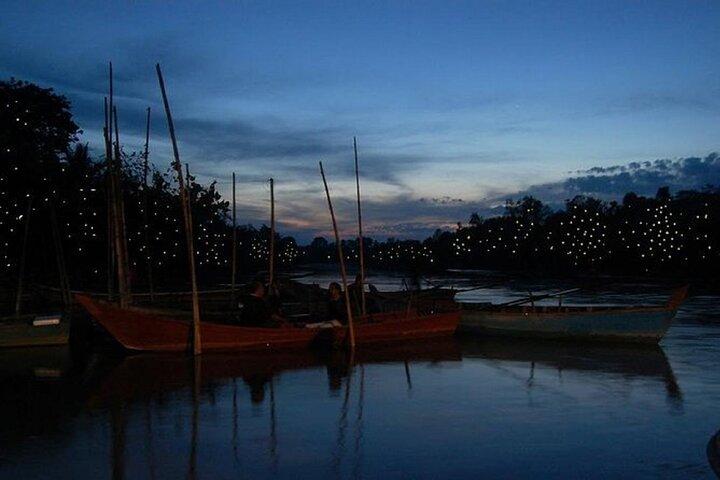 Private Tour Kuala Selangor Firefly Blinkar & Silver Leaf Monkey