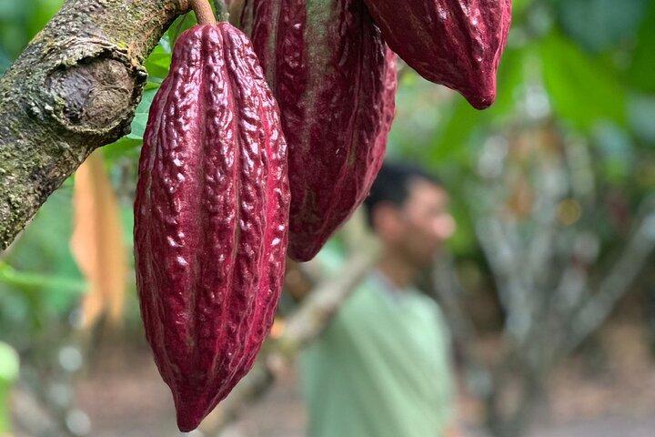 Tour 'Paso del Mango' chocolate & waterfalls