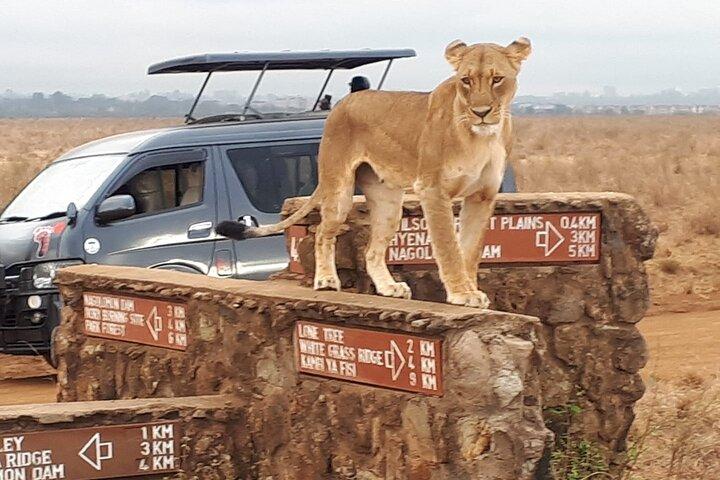 Nairobi National Park, Giraffe Center and Lunch at Carnivore