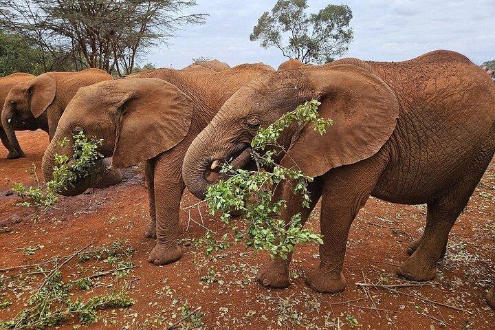 Excursion d'une journée au parc national de Nairobi et à l'orphelinat d'éléphants avec frais
