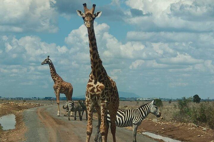 Tour Elephant Orphanage och Nairobi National Park