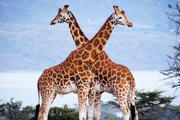 Halvdagstur til Nairobi National Park