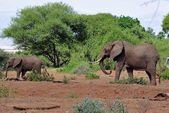 3 Días Parque Nacional Selous Nyerere safari en barco y caminata