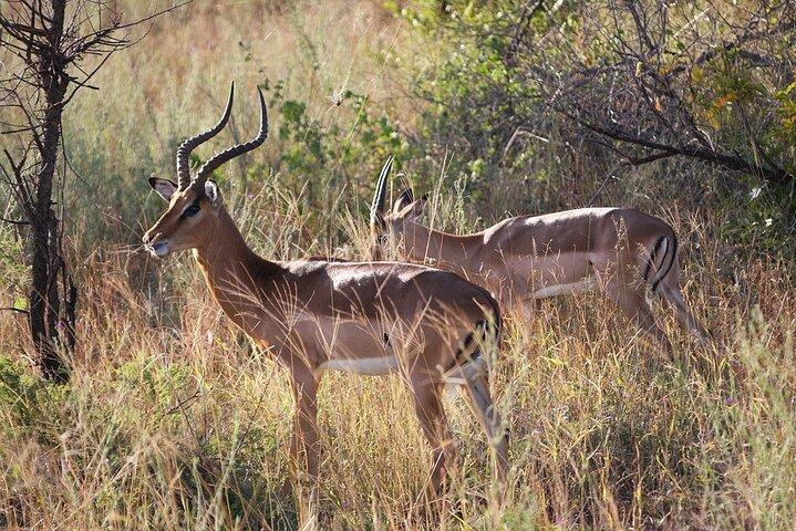 3 Días Parque Nacional Selous Nyerere safari en barco y caminata