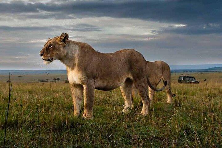 3 Días Parque Nacional Selous Nyerere safari en barco y caminata