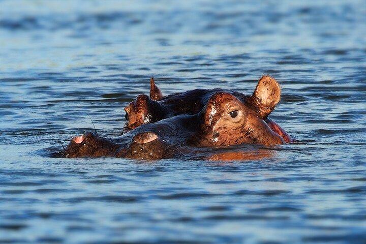 6日間の贅沢な移住サファリ - タンザニア北部