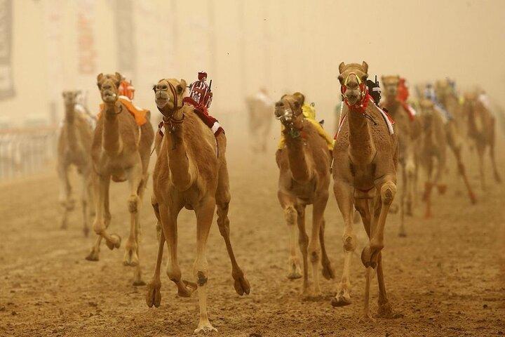 Doha, Qatar: tour del circuito di Came, dell'Oryx e del museo Sheikh Faisal.