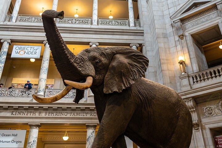 Smithsonian "Big 3" Highlights Tour (ingresso aereo e spaziale incluso)