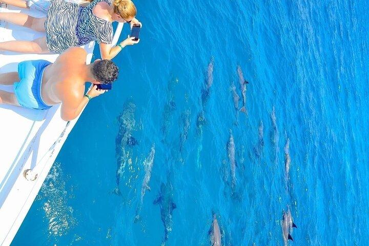 Delfinrevstur, heldagsbådtur med snorkling og frokost.