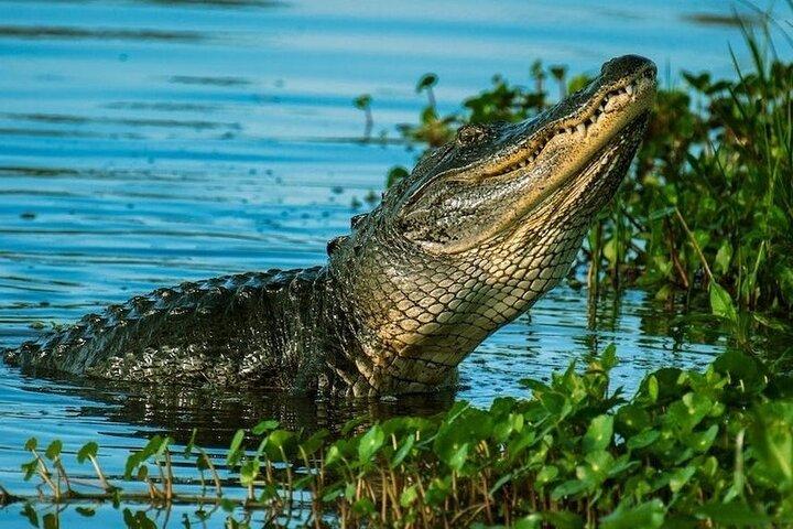 Visite privée des Everglades : explorez la beauté des Everglades
