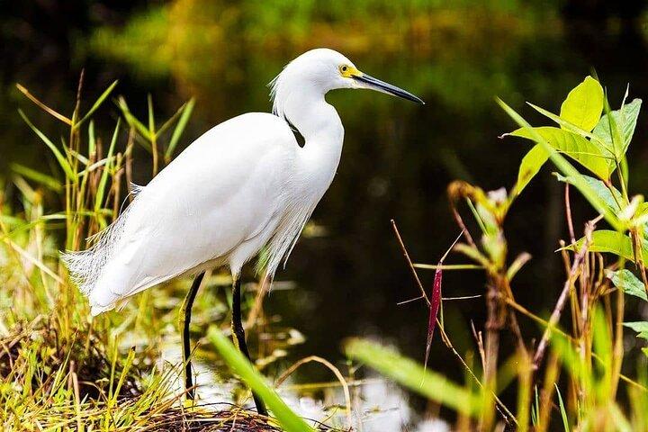Visite privée des Everglades : explorez la beauté des Everglades
