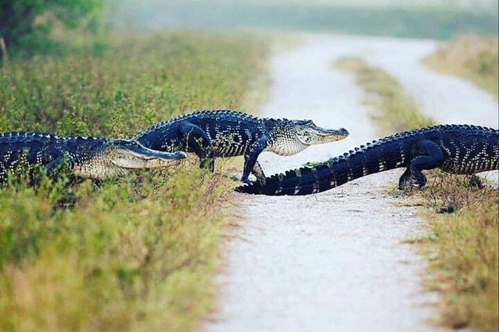 Tour privado de los Everglades: explore la belleza de los Everglades