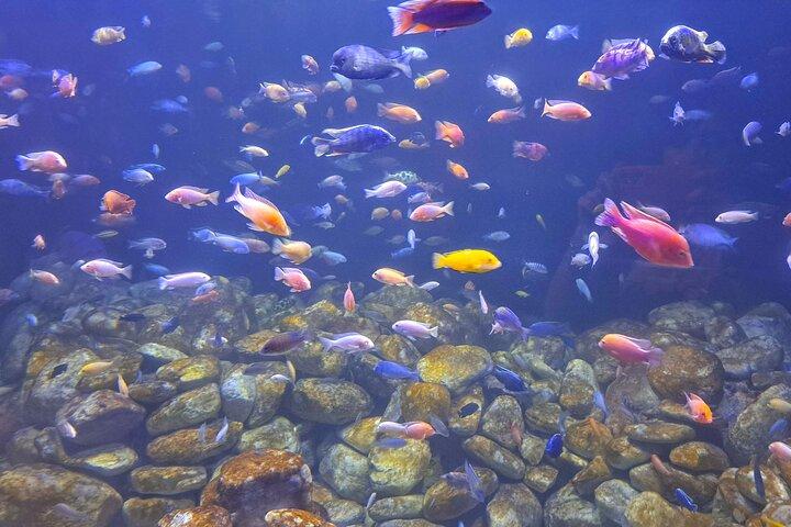 AquaRio og Biopark halvdagstur