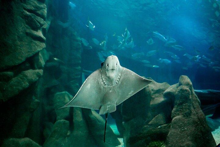 Tour di mezza giornata all'AquaRio e al Bioparco