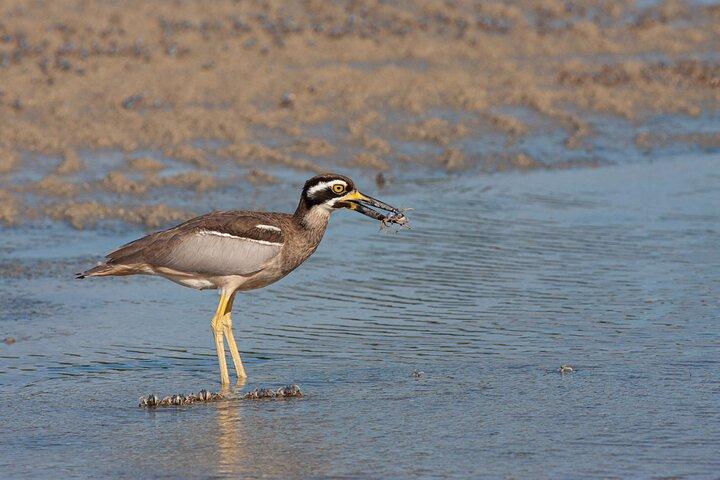 ブライビー島の終日野鳥観察ツアー