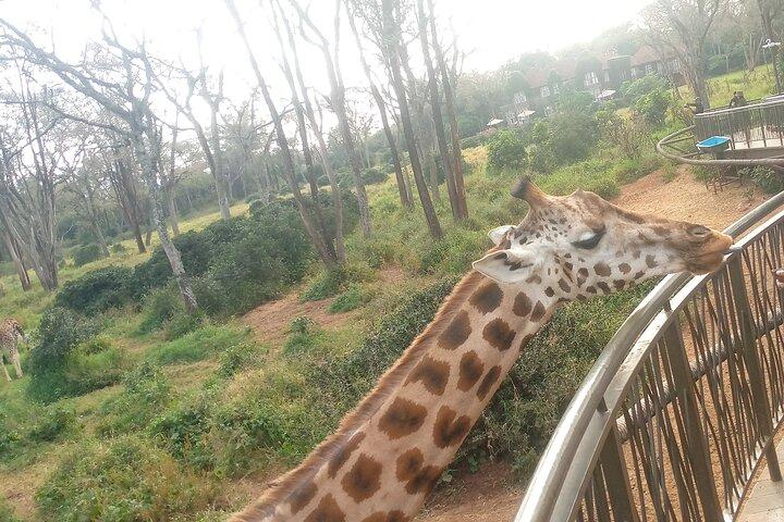 ナイロビ発キリン センターとビーズ ファクトリーの日帰りツアー