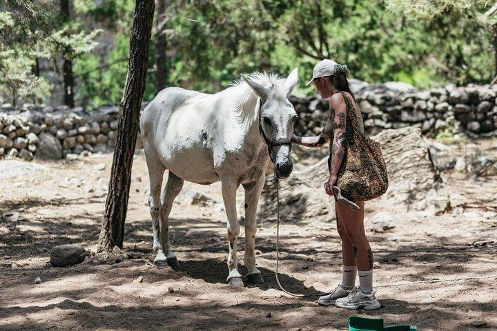 Creta : Samaria Gola facile da Sfakia con trasferimento privato
