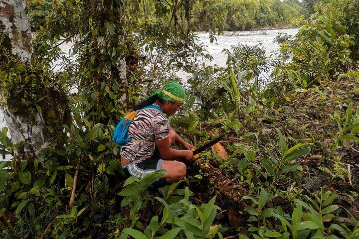 Day tour in the Puyopungo Amazon Rainforest