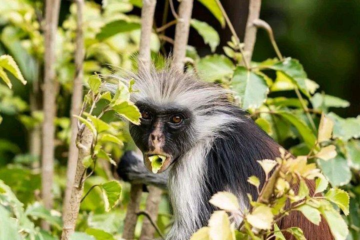 ザンジバル日帰り旅行：ジョザニ、サラム洞窟、ザ・ロックレストラン