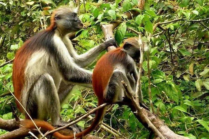 ザンジバル日帰り旅行：ジョザニ、サラム洞窟、ザ・ロックレストラン