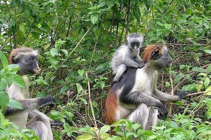 ザンジバル日帰り旅行：ジョザニ、サラム洞窟、ザ・ロックレストラン