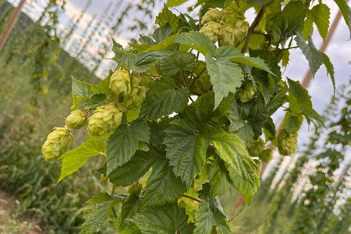 ユネスコ ジャテツ ビールのある町 日帰り旅行