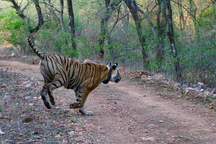 Sariska Tiger Prenota Assistenza per Biglietti Safari Privati Zingari