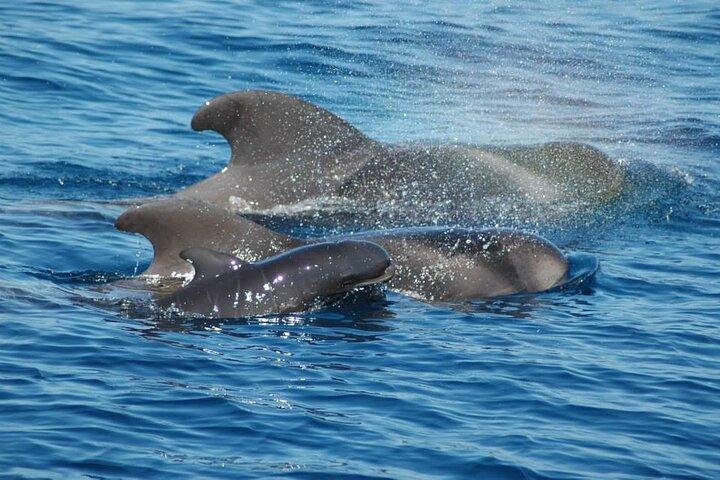 sortie 2 heures pour voir Baleines dauphins puerto colon adeje