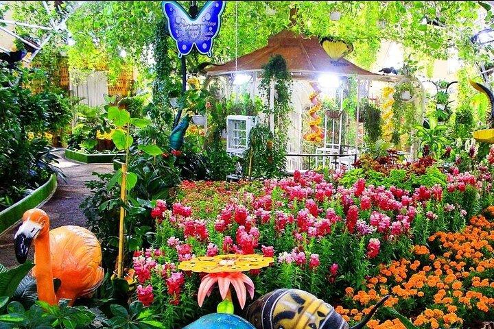 Dubai Butterfly Garden Tour con servizio di trasporto opzionale