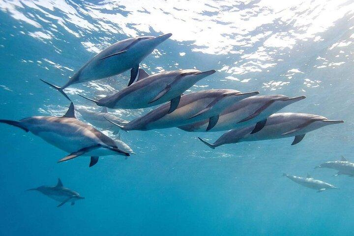 Terra e mare: incontro con i delfini e sud-ovest privato di Maurizio