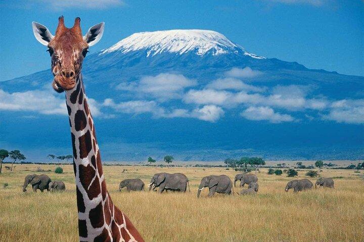7 giorni Big Five Safari Amboseli, Lago Nakuru e Masai Mara