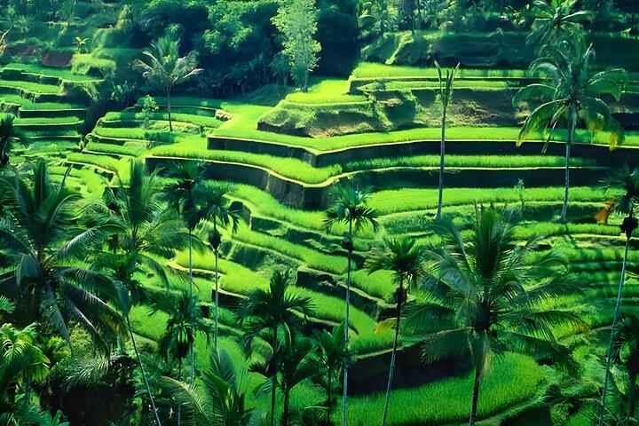 Ubud Night Halbtagesausflug mit Legong Dance Performance