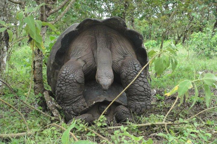 サンタ クルーズ ハイランド ツアー : ゾウガメ、溶岩トンネル、ゲメロス