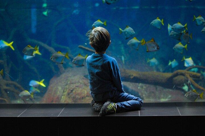 Visite privée du port Hamad à Mesaieed | Aquarium | Musée maritime