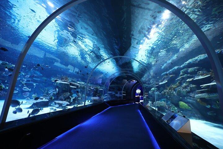 Visite privée du port Hamad à Mesaieed | Aquarium | Musée maritime