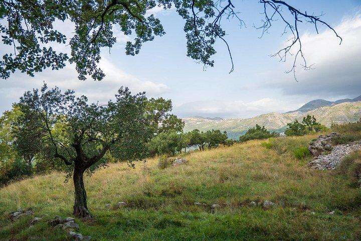 Olive farm & village