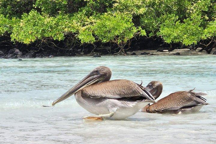 水中スペシャリストによるビーチの野生動物とシュノーケル アドベンチャー