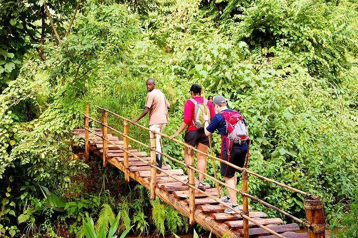 Excursão Primata de 14 Dias em Uganda e Ruanda