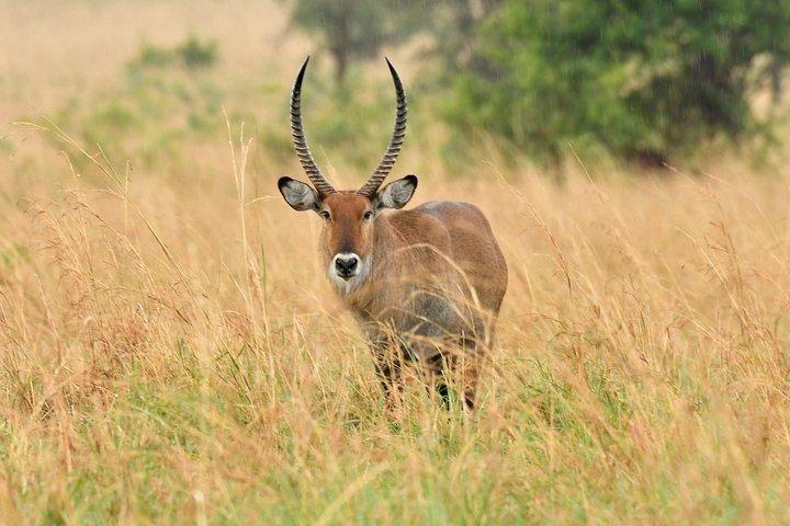 14 Days Uganda Rwanda Primate Tour