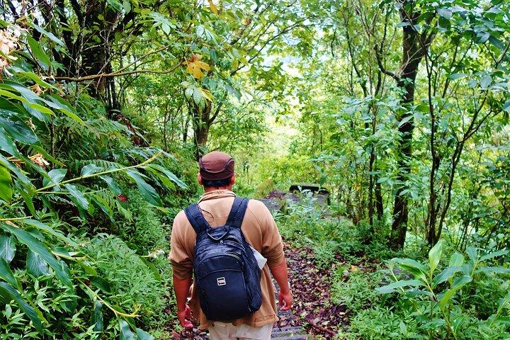 Bali Jungle Trekking in Beautiful Rainforest