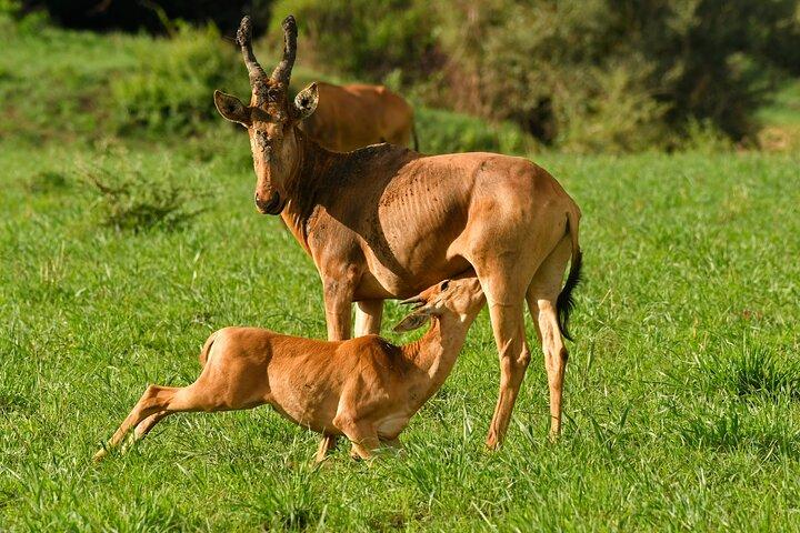 Murchison Falls 3-daagse tour met privévervoer