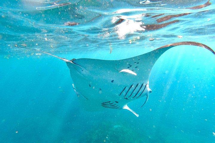 ペニダ島のマンタ湾の4つの象徴的なシュノーケリングスポットを探索