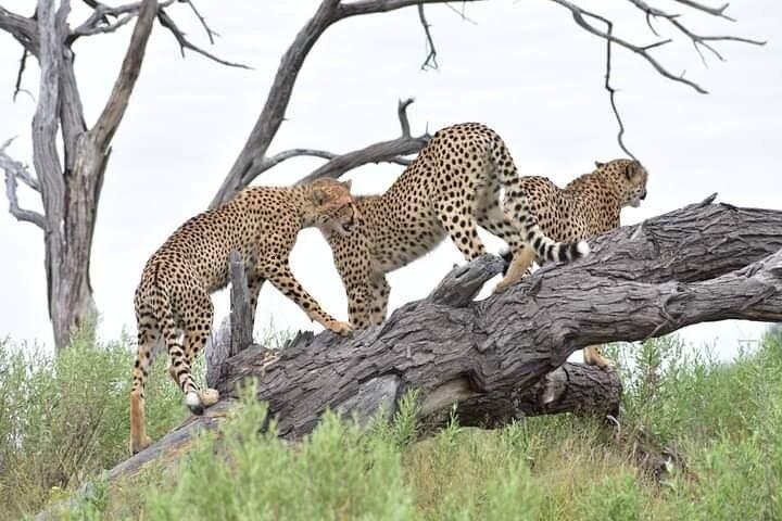 世界的に有名なモレミ動物保護区のモレミ 1 日旅行